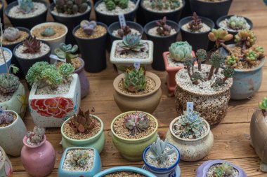 Succulents bonsai koleksiyonu.
