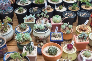 Succulents bonsai koleksiyonu.