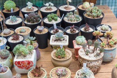 Succulents bonsai koleksiyonu.