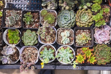 Succulents bonsai koleksiyonu.