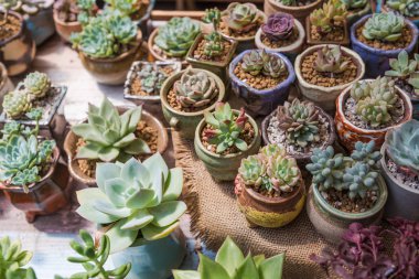 Succulents bonsai koleksiyonu.