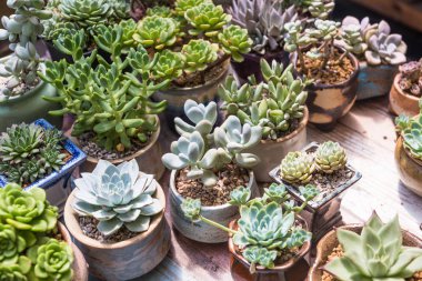 Succulents bonsai koleksiyonu.