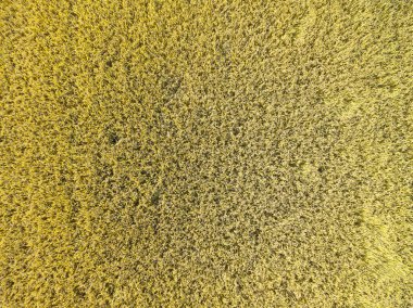 Olgun çeltik tarlası. tarım, doğa