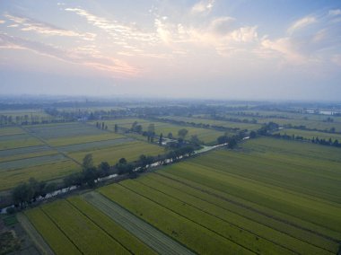 Olgun çeltik tarlaları. tarım, doğa