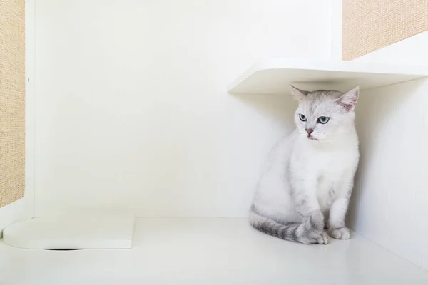 かわいいイギリスのショートヘアの猫 — ストック写真