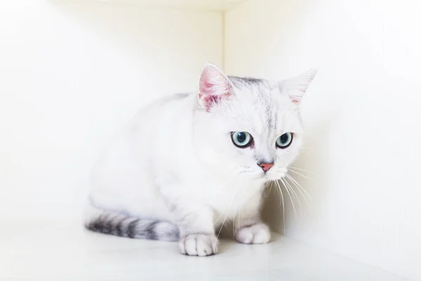 可爱的英国短毛猫 — 图库照片