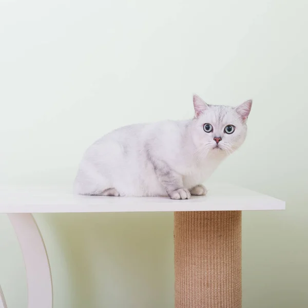 かわいいイギリスのショートヘアの猫 — ストック写真