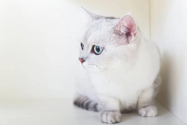 かわいいイギリスのショートヘアの猫 — ストック写真