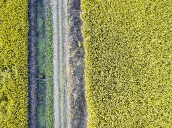 Dojrzałe Pola Ryżowe Rolnictwo Przyroda — Zdjęcie stockowe