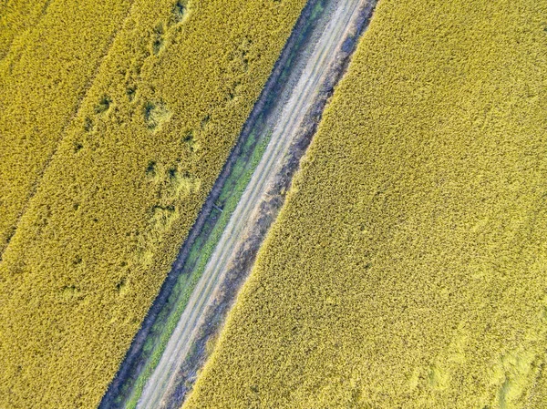 Mogna Paddyfält Jordbruk Natur — Stockfoto