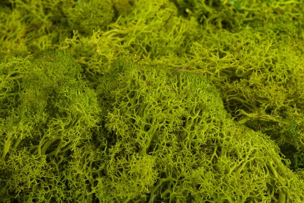 绿色森林苔藓吸引人的背景 — 图库照片