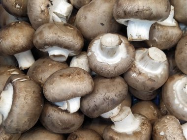 Mağaza raflarında siyah kutularda mantar şampiyonları. Süpermarketin sebze bölümü, beyaz Paris mantarları, kestane mantarı. Yakın plan.