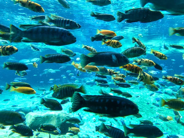 맑은 물에서 여러 종의 열대어와 산호 — 스톡 사진