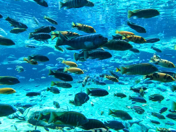 맑은 물에서 여러 종의 열대어와 산호 — 스톡 사진