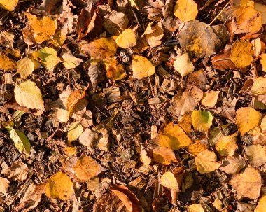 Düz yapraklar sonbahar ve kışın yere dökülür.