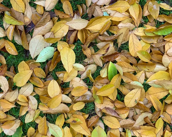 Düz yapraklar sonbahar ve kışın yere dökülür. — Stok fotoğraf