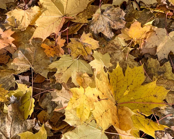 秋と冬に地面に乾いた落ちた葉を平らに置く — ストック写真