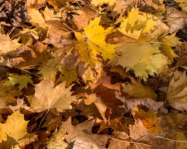 Flat lay dry fallen leaves on the ground in the autumn and winter — Stock Photo, Image