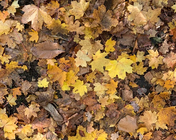 Plano yacía hojas secas caídas en el suelo en el otoño y el invierno —  Fotos de Stock