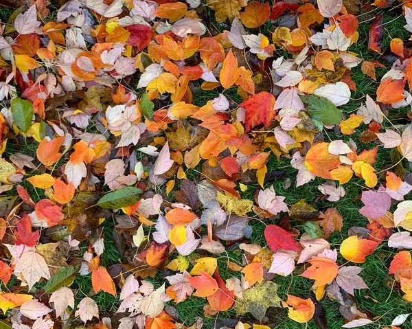 Flat lay dry fallen leaves on the ground in the autumn and winter — Stock Photo, Image