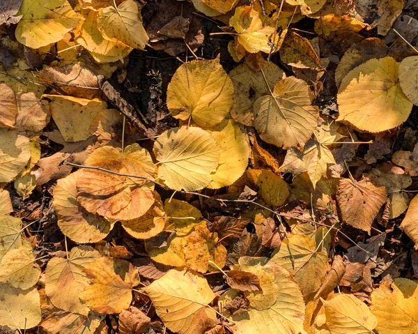 秋と冬に地面に乾いた落ちた葉を平らに置く — ストック写真