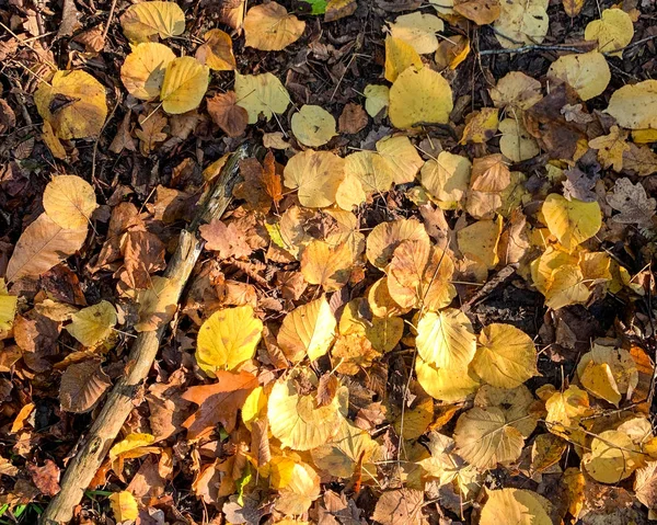 Plano yacía hojas secas caídas en el suelo en el otoño y el invierno — Foto de Stock