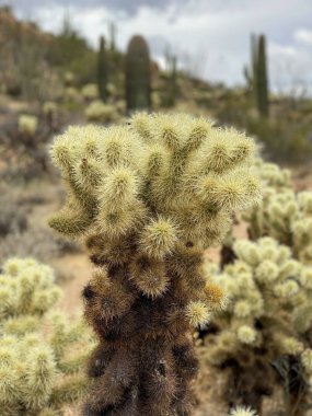 Saguaros ve Cholla kaktüsleri bulutlu gökyüzü ile dağlık arka planda