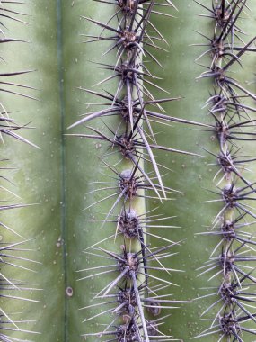 Saguaros ve Cholla kaktüsünü kapatın. Arizona çöl manzaraları, Birleşik Devletler