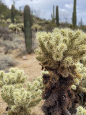 Saguaros ve Cholla kaktüsleri bulutlu gökyüzü ile dağlık arka planda