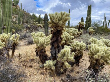 Saguaros ve Cholla kaktüsleri bulutlu gökyüzü ile dağlık arka planda