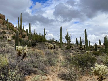 Saguaros ve Cholla kaktüsleri bulutlu gökyüzü ile dağlık arka planda