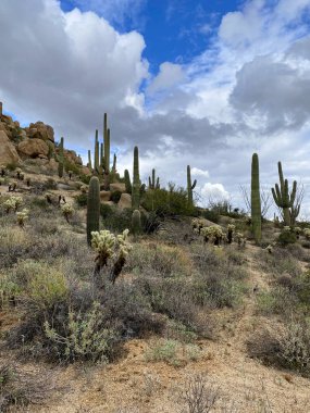 Saguaros ve Cholla kaktüsleri bulutlu gökyüzü ile dağlık arka planda