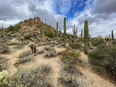 Saguaros ve Cholla kaktüsleri bulutlu gökyüzü ile dağlık arka planda