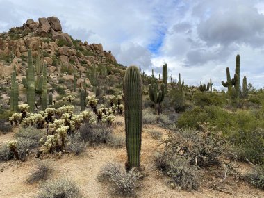 Saguaros ve Cholla kaktüsleri bulutlu gökyüzü ile dağlık arka planda
