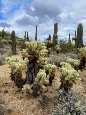 Saguaros ve Cholla kaktüsleri bulutlu gökyüzü ile dağlık arka planda