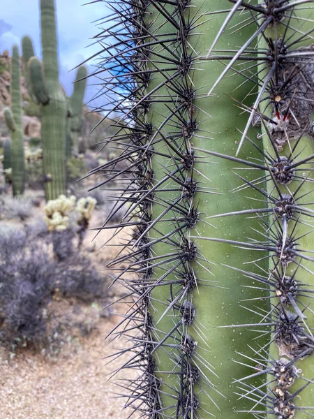 Närbild Saguaros och Cholla kaktus. Arizona öken landskap, USA — Stockfoto