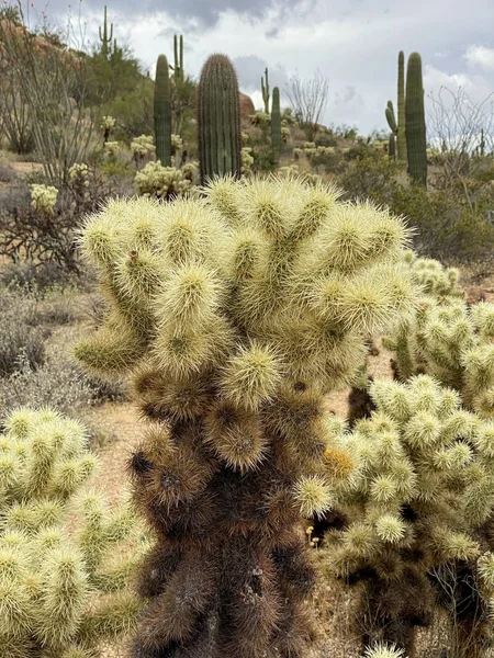 Saguaros et Cholla cactus avec fond montagneux avec ciel nuageux brumeux — Photo