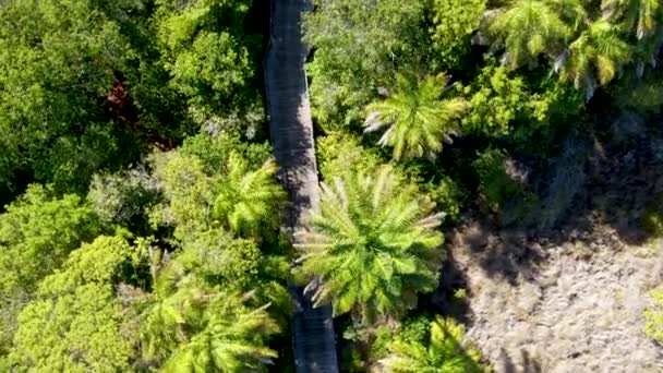 Вид с воздуха на лесной мост через тропический лес. Бразилия — стоковое видео