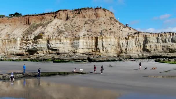 Dog Beach off-leash on Del Mar North Beach, San Diego County — Stock Video