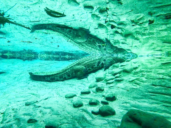 Подводный макро аллигатора с отражением его тела на поверхности . — стоковое фото