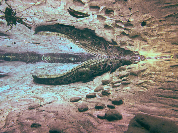 Underwater close up of alligator with reflection of his body on the surface. Danger reptile crocodile