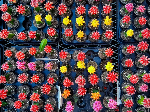 Vollbild Nahaufnahme von oben auf viele bunte Blumen in Blumentöpfen — Stockfoto