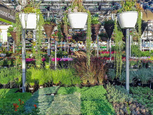 Ряды красочных цветов и растений для продажи в саду питомника — стоковое фото