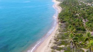 Aerial view of tropical ocean and palm trees forest during sunny day. Praia do Forte