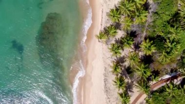 Güneşli bir günde tropikal okyanus ve palmiye ağaçlarının havadan görünüşü. Praia do Forte