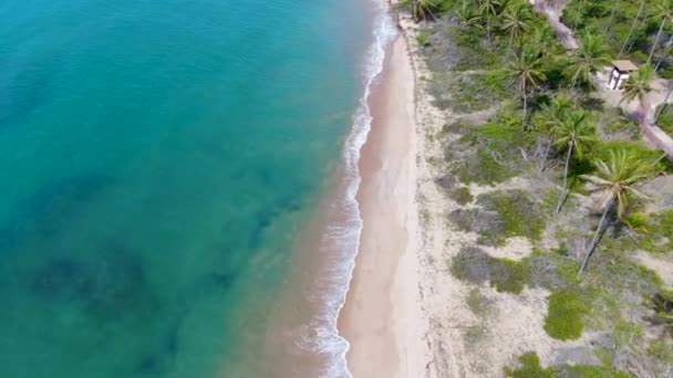 Luchtfoto van tropische oceaan en palmbomen bos tijdens zonnige dag. Praia do Forte — Stockvideo