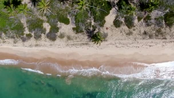 Légi kilátás a trópusi óceán és a pálmafák erdő naplementekor. Praia do Forte-ról — Stock videók
