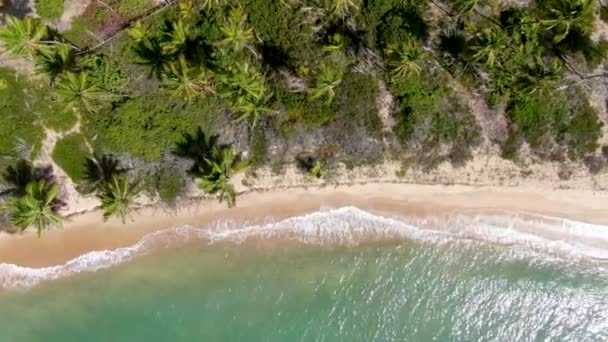 Vista aérea del océano tropical y del bosque de palmeras durante el día soleado. Praia do Forte — Vídeo de stock