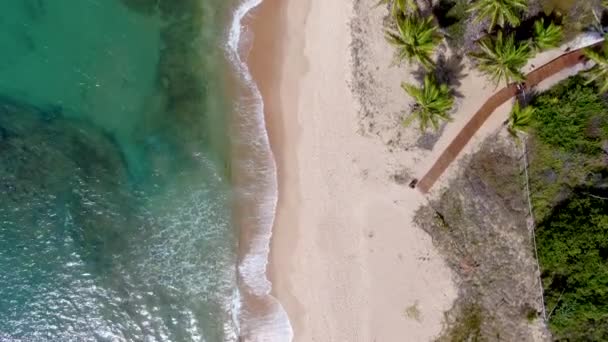 Vue aérienne sur l'océan tropical et la forêt de palmiers pendant la journée ensoleillée. Praia do Forte — Video