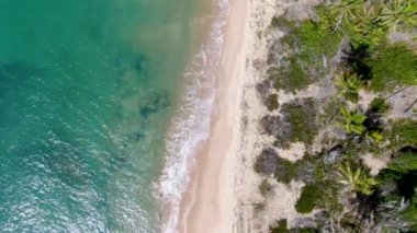 Güneşli bir günde tropikal okyanus ve palmiye ağaçlarının havadan görünüşü. Praia do Forte